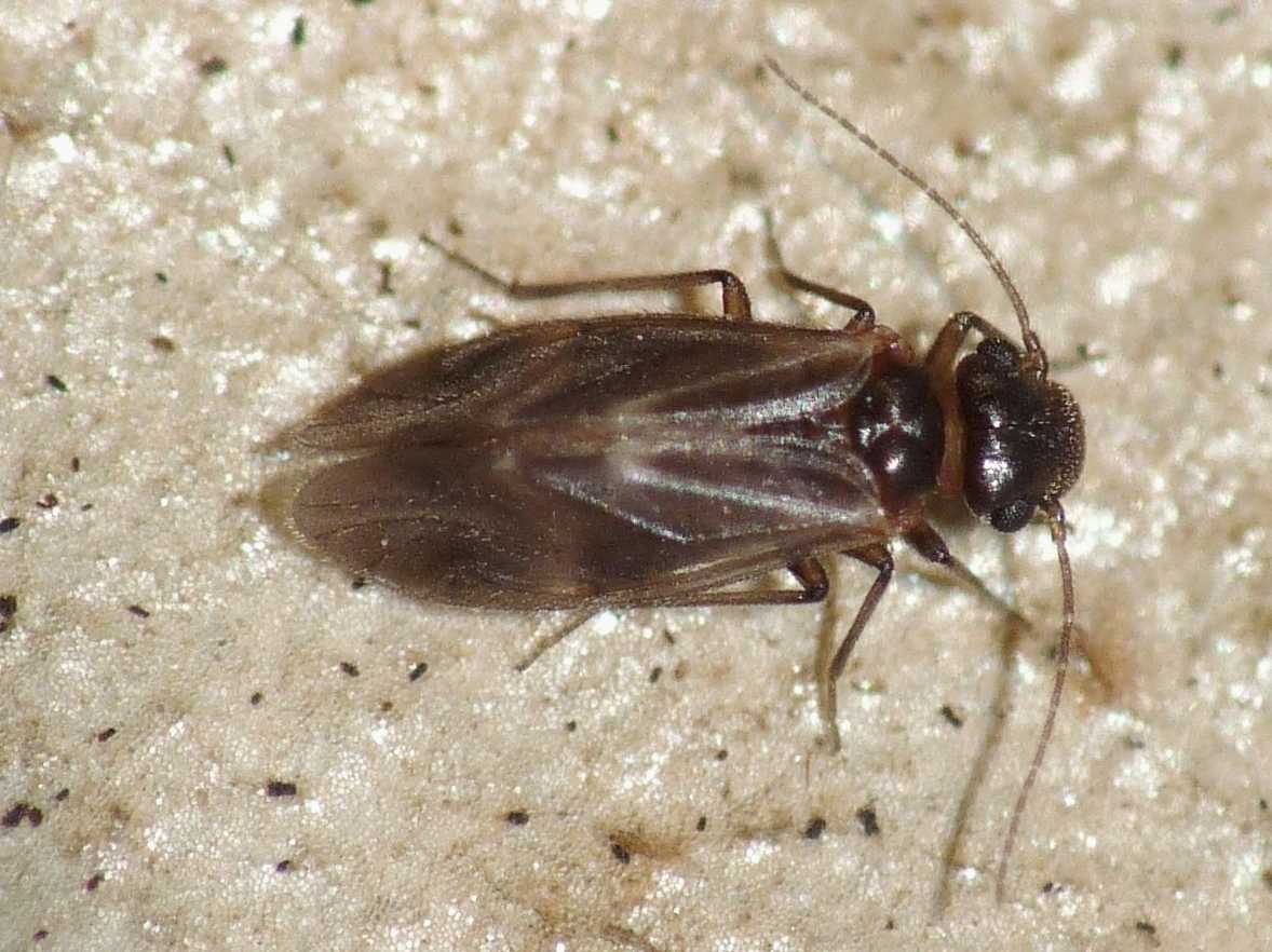 Psocoptera: (Peripsocidae genere Peripsocus?)